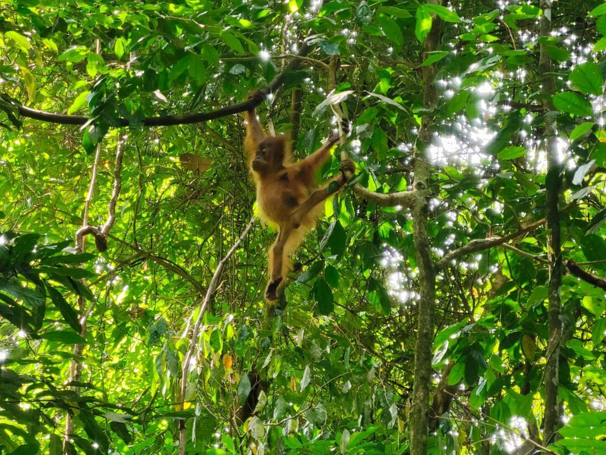 Asim Paris Guesthouse & Jungle Trekking Bukit Lawang Εξωτερικό φωτογραφία