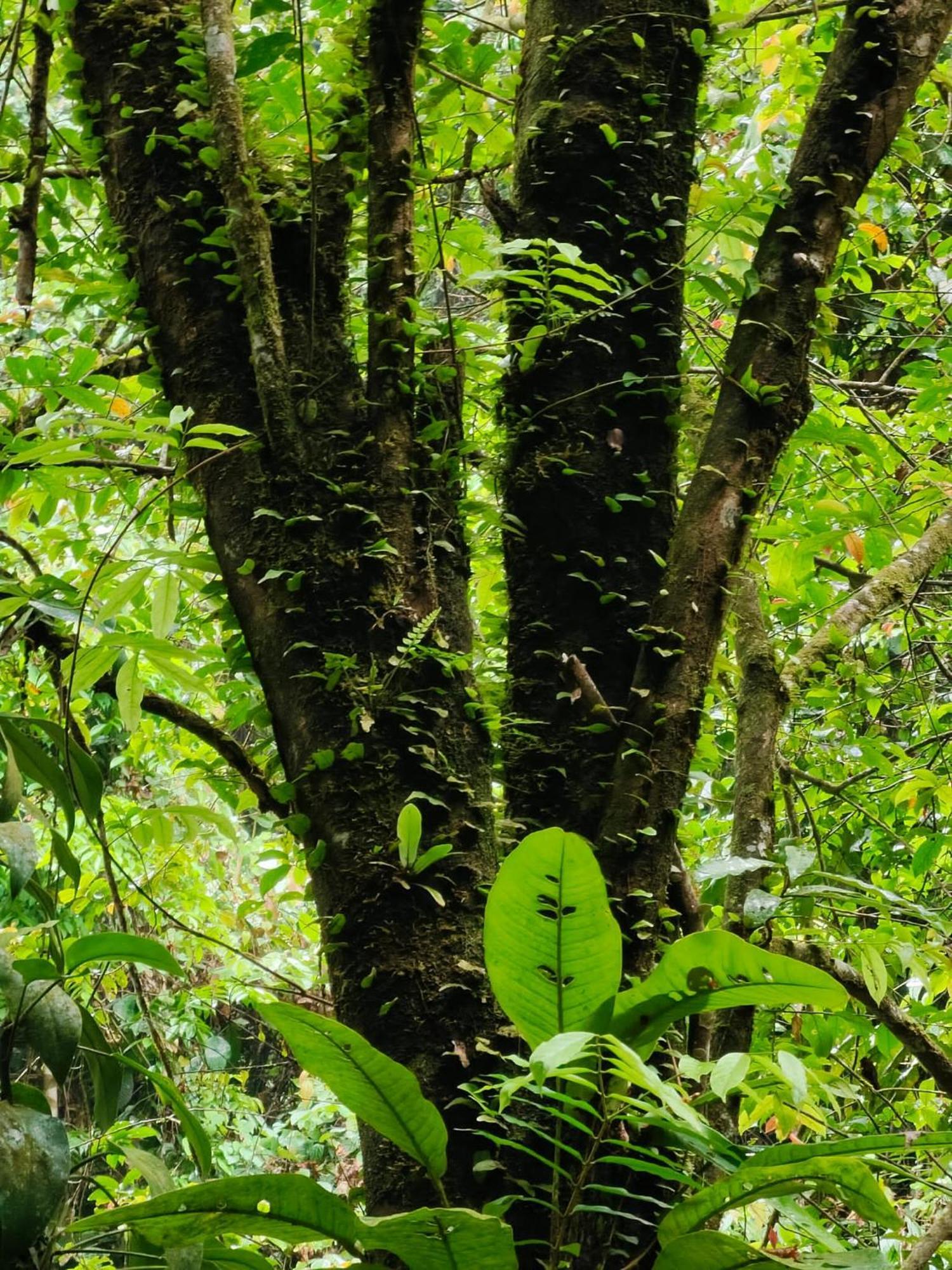 Asim Paris Guesthouse & Jungle Trekking Bukit Lawang Εξωτερικό φωτογραφία