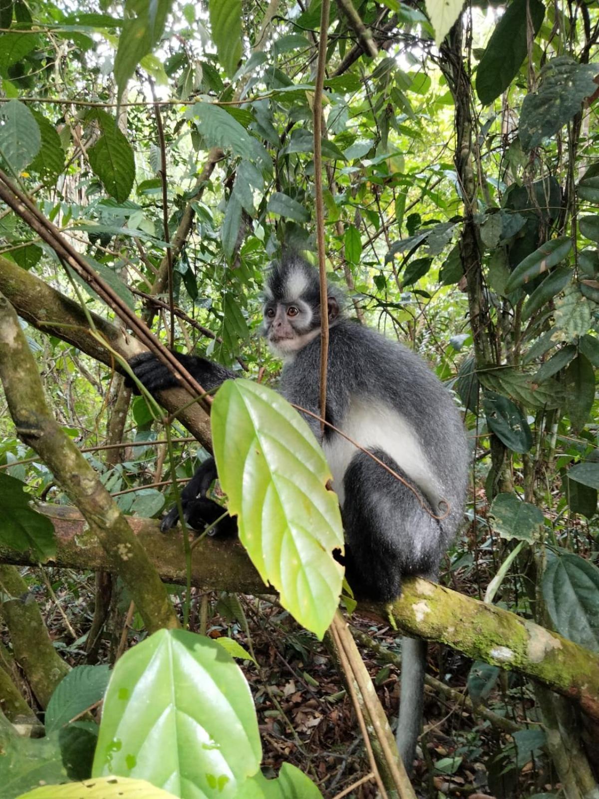 Asim Paris Guesthouse & Jungle Trekking Bukit Lawang Εξωτερικό φωτογραφία