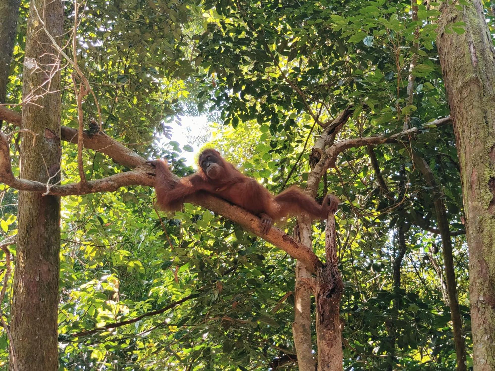 Asim Paris Guesthouse & Jungle Trekking Bukit Lawang Εξωτερικό φωτογραφία