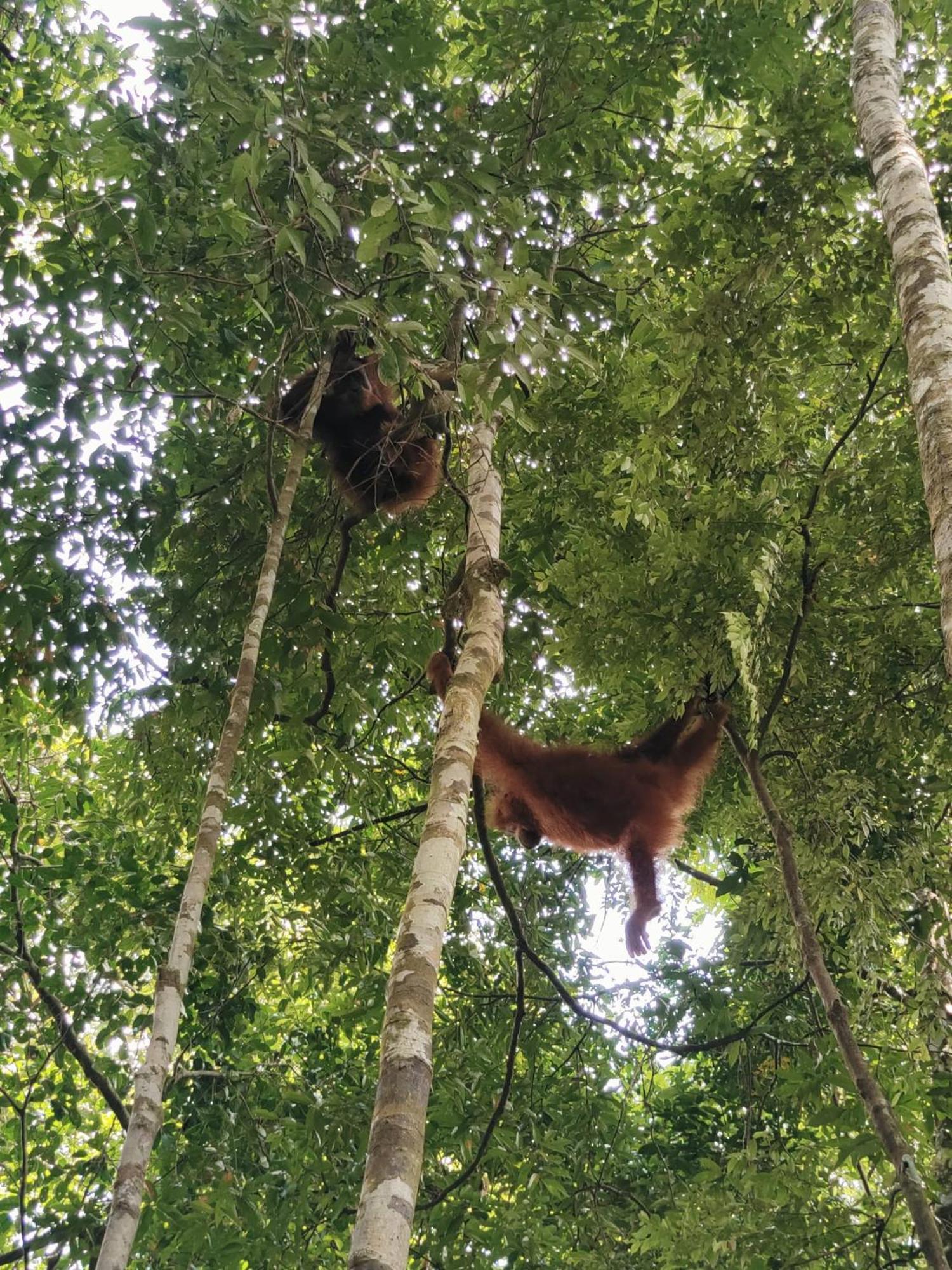 Asim Paris Guesthouse & Jungle Trekking Bukit Lawang Εξωτερικό φωτογραφία