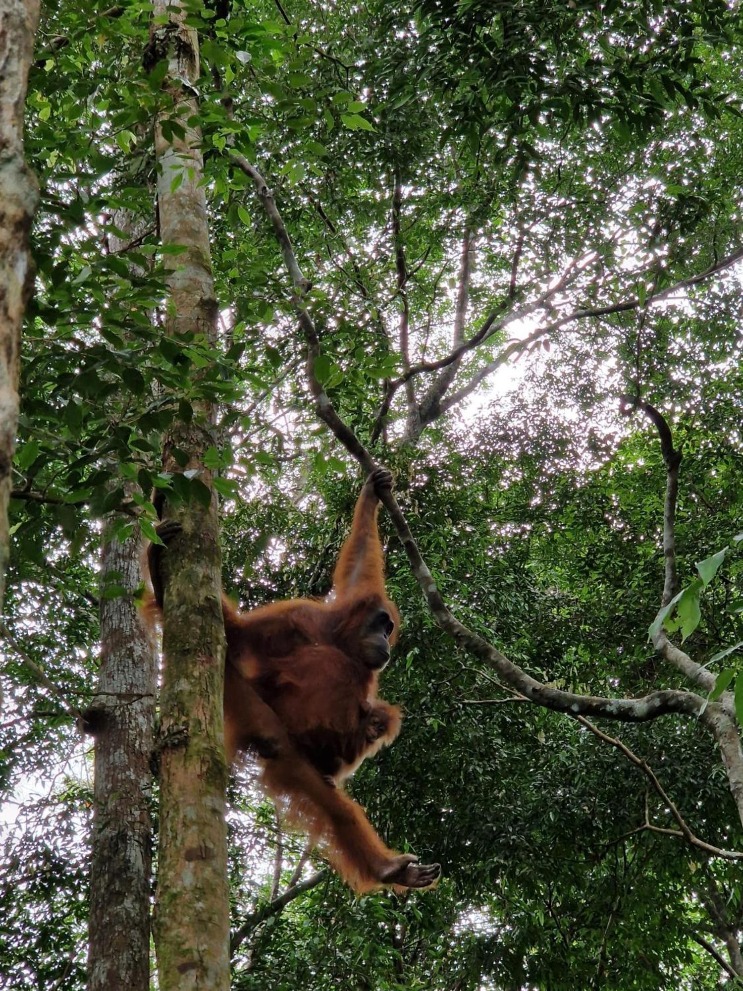 Asim Paris Guesthouse & Jungle Trekking Bukit Lawang Εξωτερικό φωτογραφία