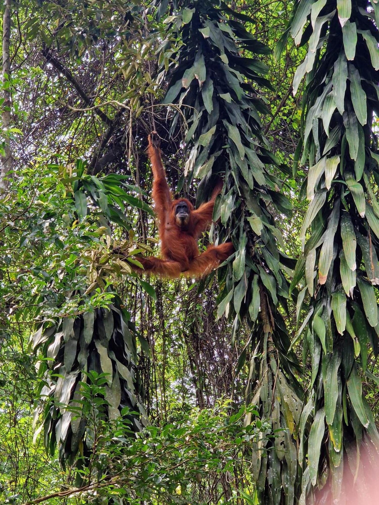 Asim Paris Guesthouse & Jungle Trekking Bukit Lawang Εξωτερικό φωτογραφία